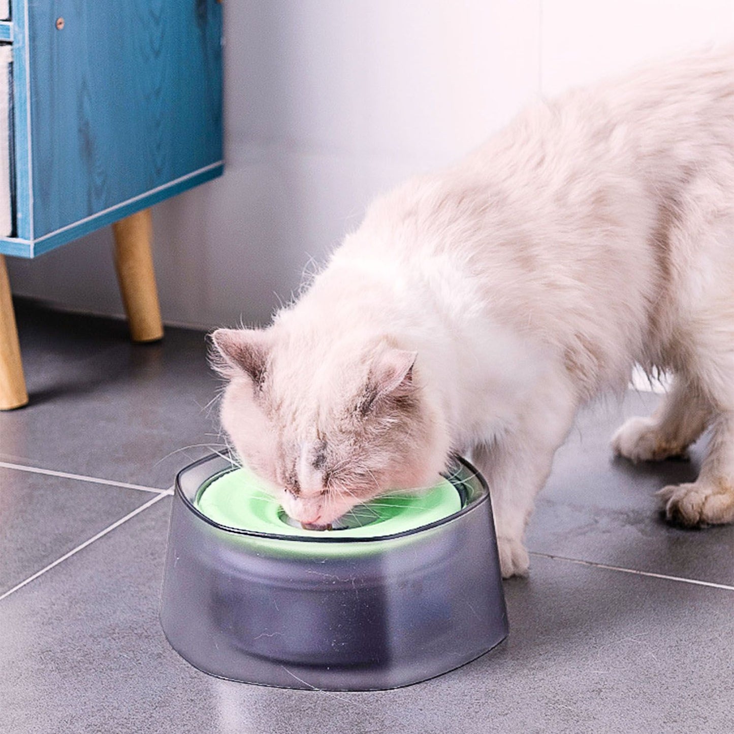 Cat drinking from pale green-disk water bowl indoors with low profile rim