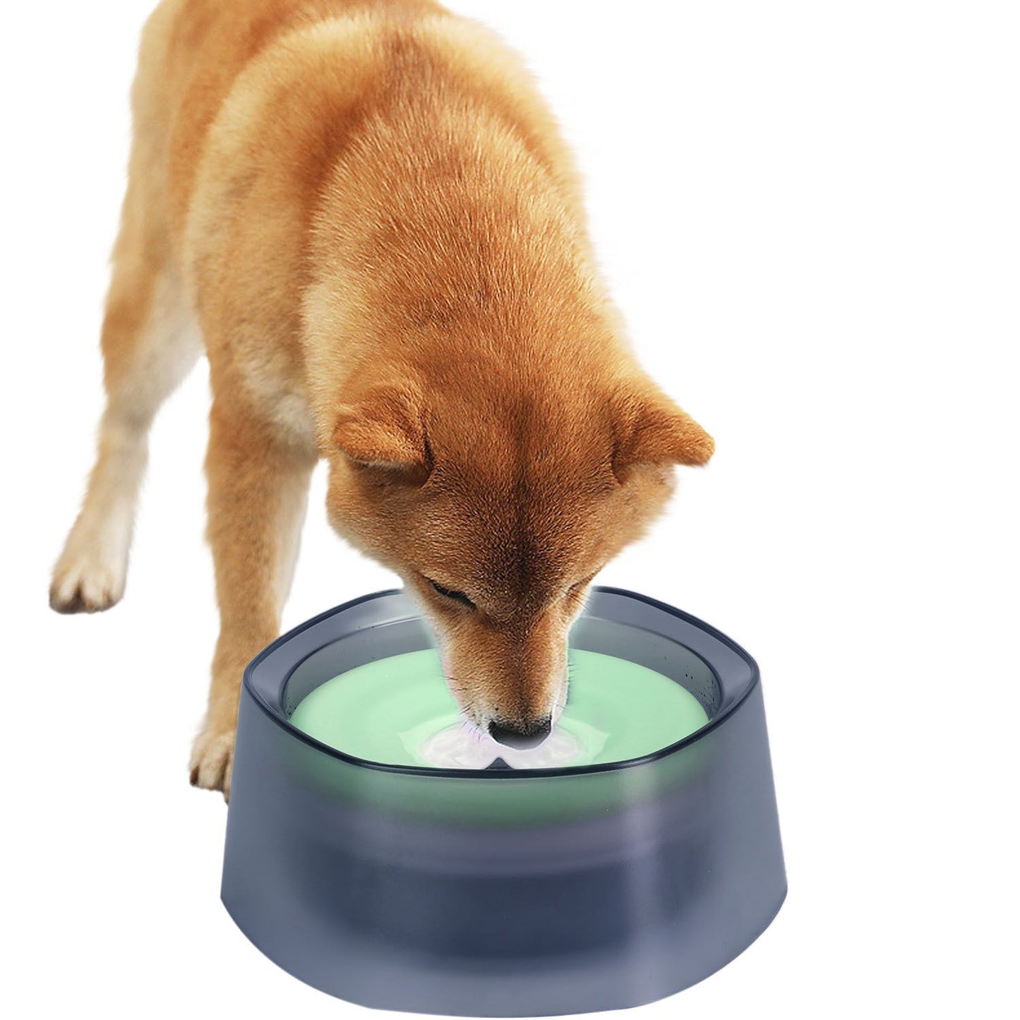 Dog laps from pale green-disk spill-proof bowl on white background