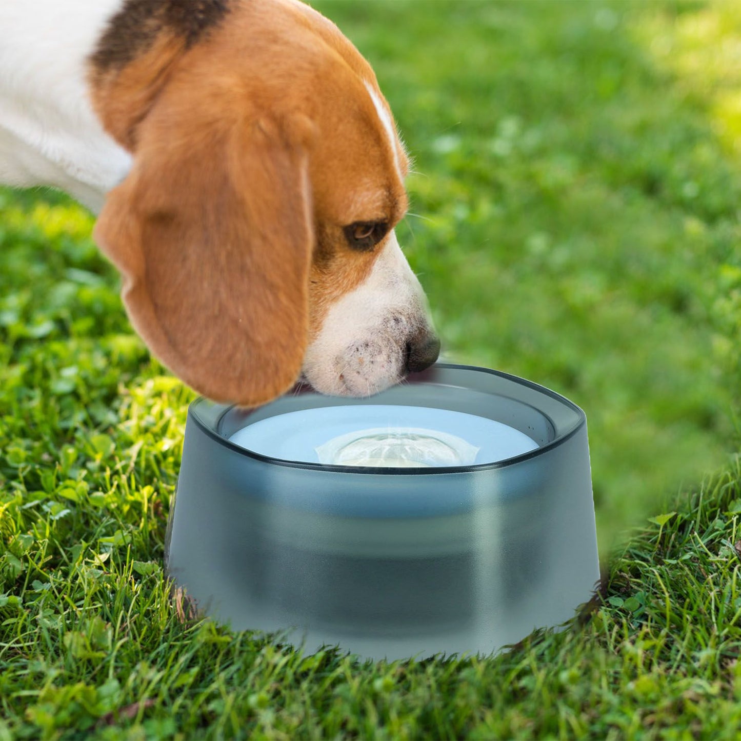Dog inspecting blue-disk water bowl on grass with center water jet
