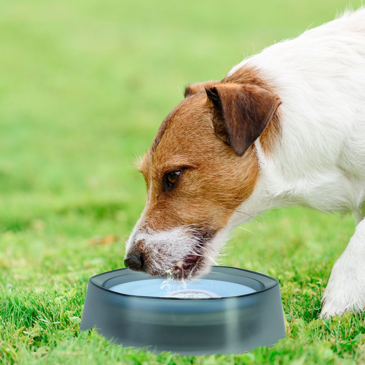 Dog drinking from blue-disk spill-proof bowl on grass with droplets