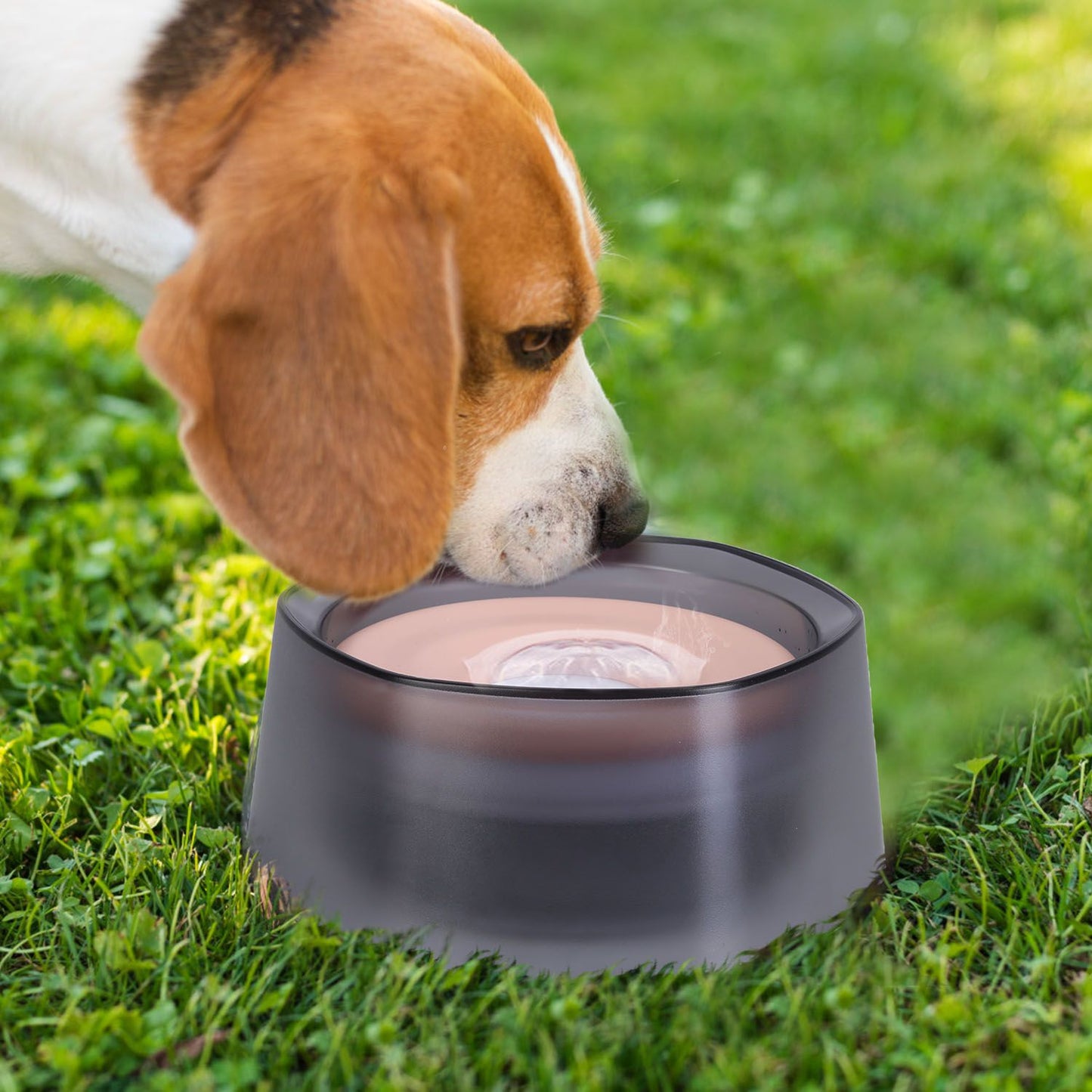 Dog sniffing spill-proof water bowl on grass with water rising from center disk