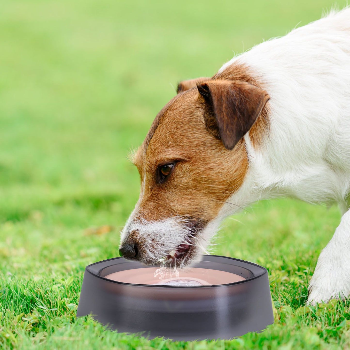 Dog drinking from spill-proof bowl on grass with floating disk visible