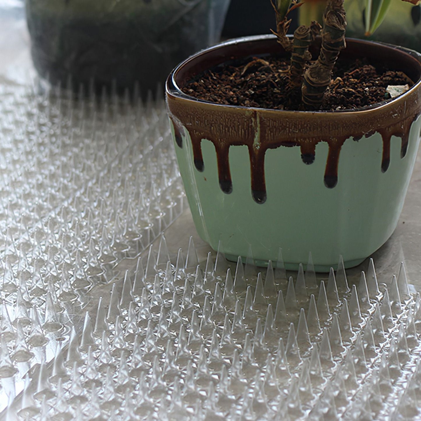 Plant pot sitting on a clear spiked mat used under pots to deter cats