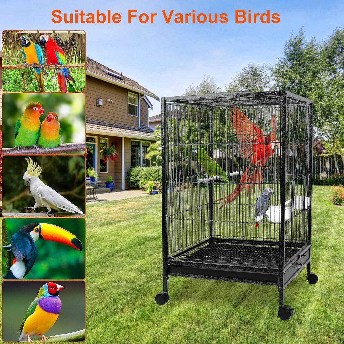 Outdoor garden scene with bird cage on grass and inset photos of suitable bird species