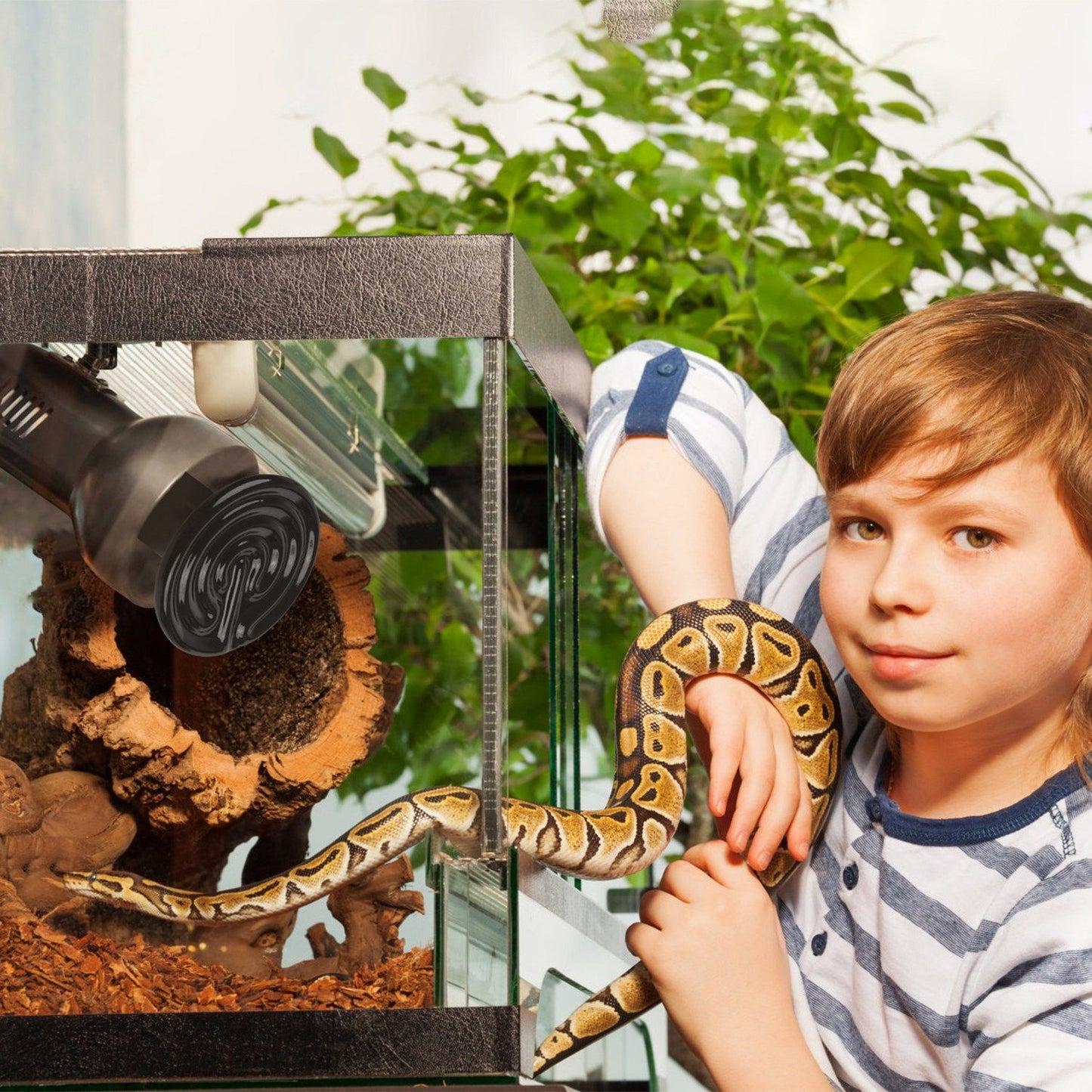 Glass terrarium with a ball python and installed black ceramic heat lamp near the top