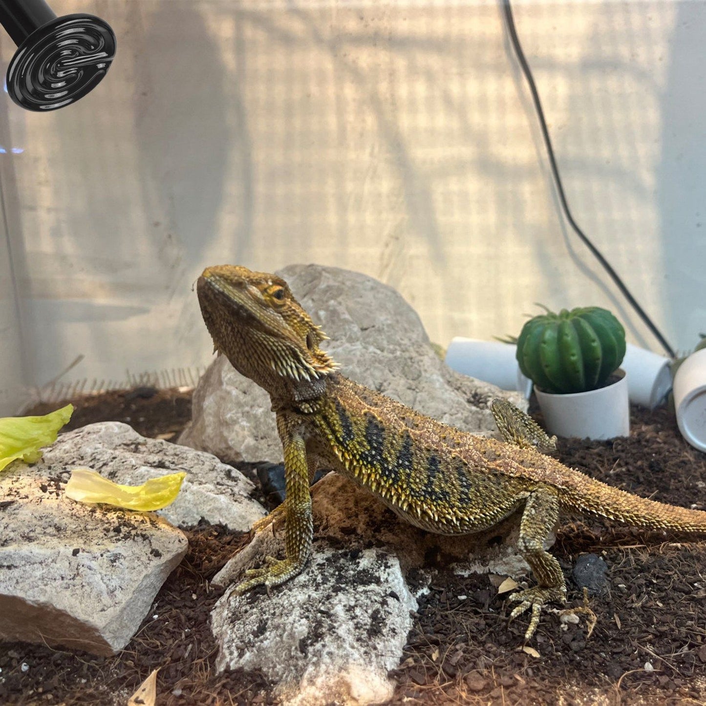 Bearded dragon basking on rocks beneath a ceramic infrared heat lamp in a glass terrarium