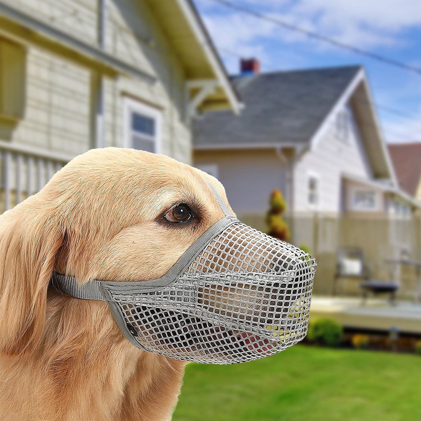 Golden retriever outdoors wearing fitted grey mesh muzzle with adjustable straps