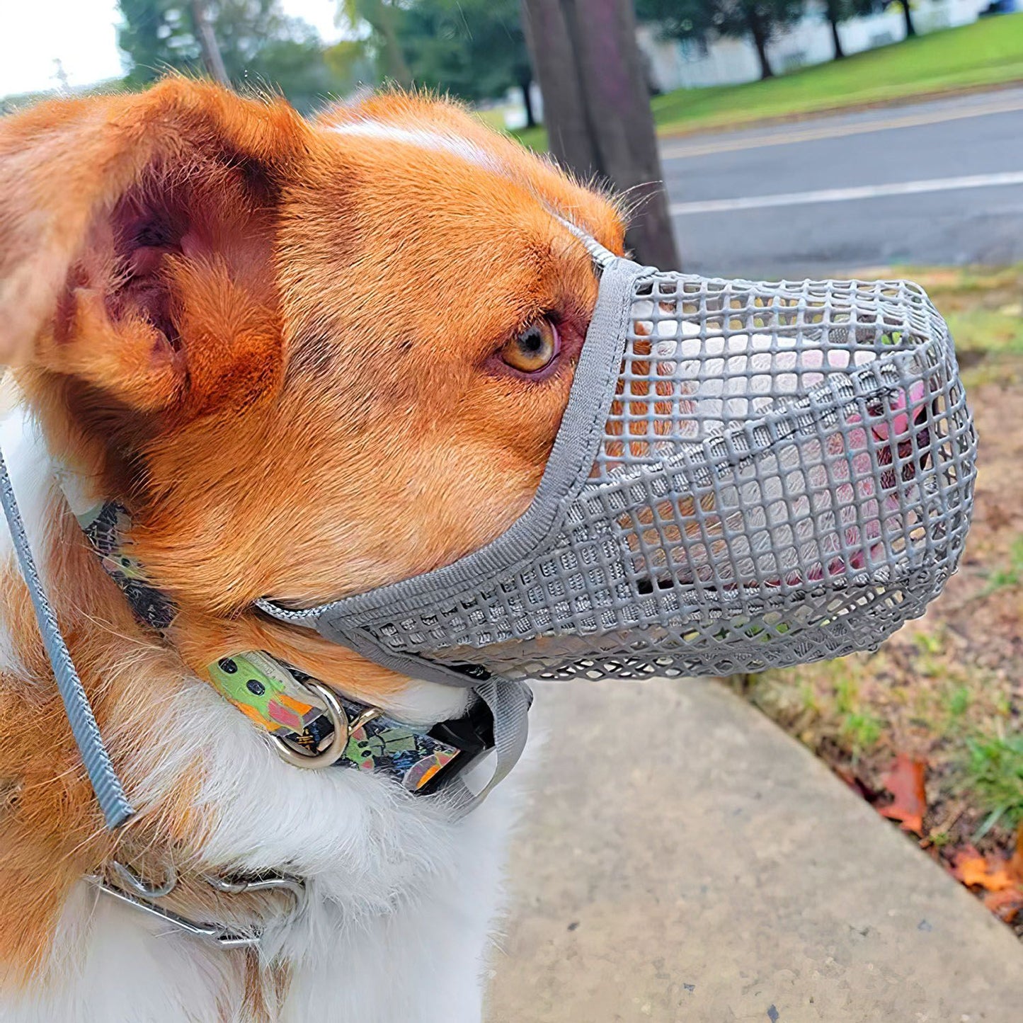 Brown and white dog side profile wearing grey mesh dog muzzle on a walk