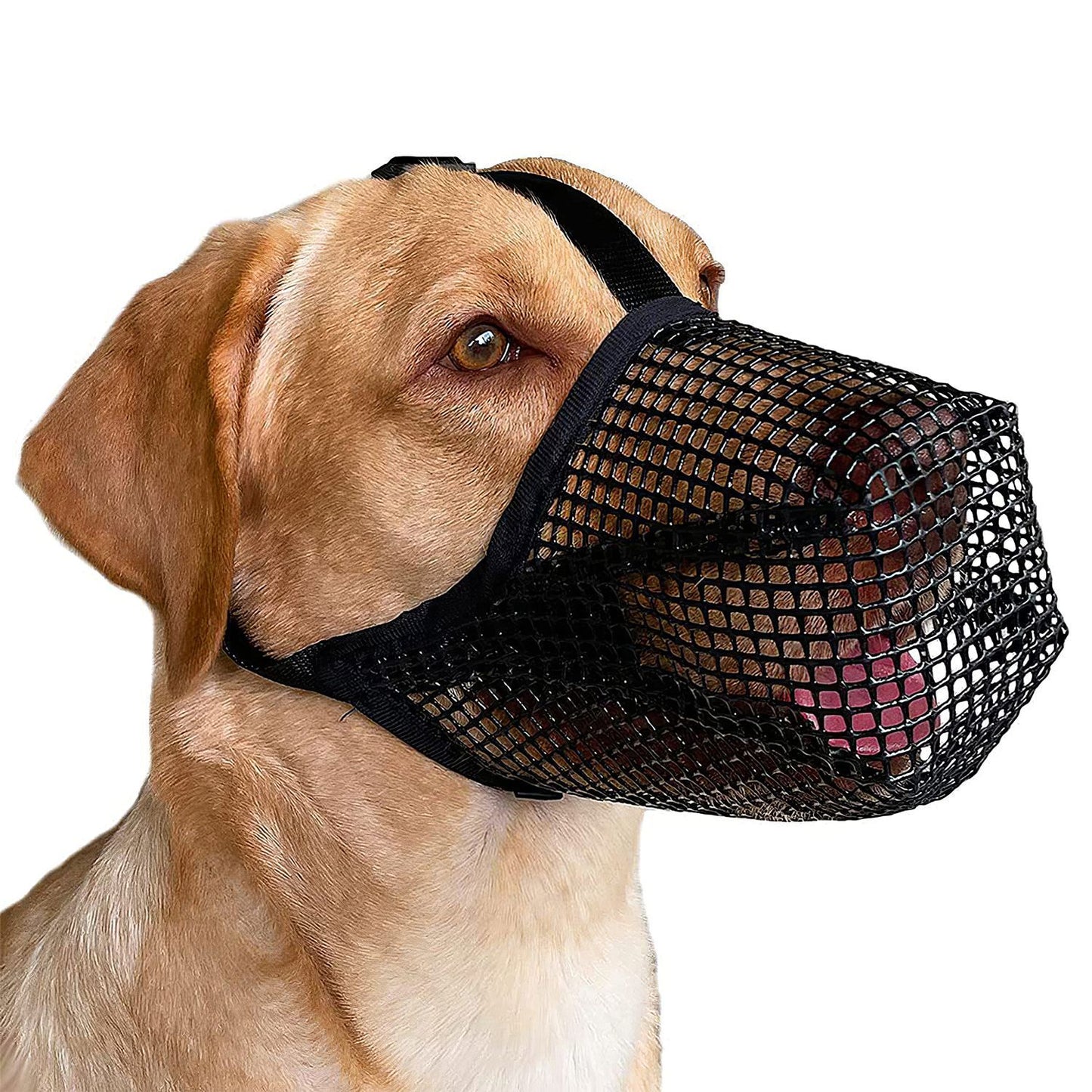 Yellow labrador wearing black mesh muzzle with forehead and neck straps