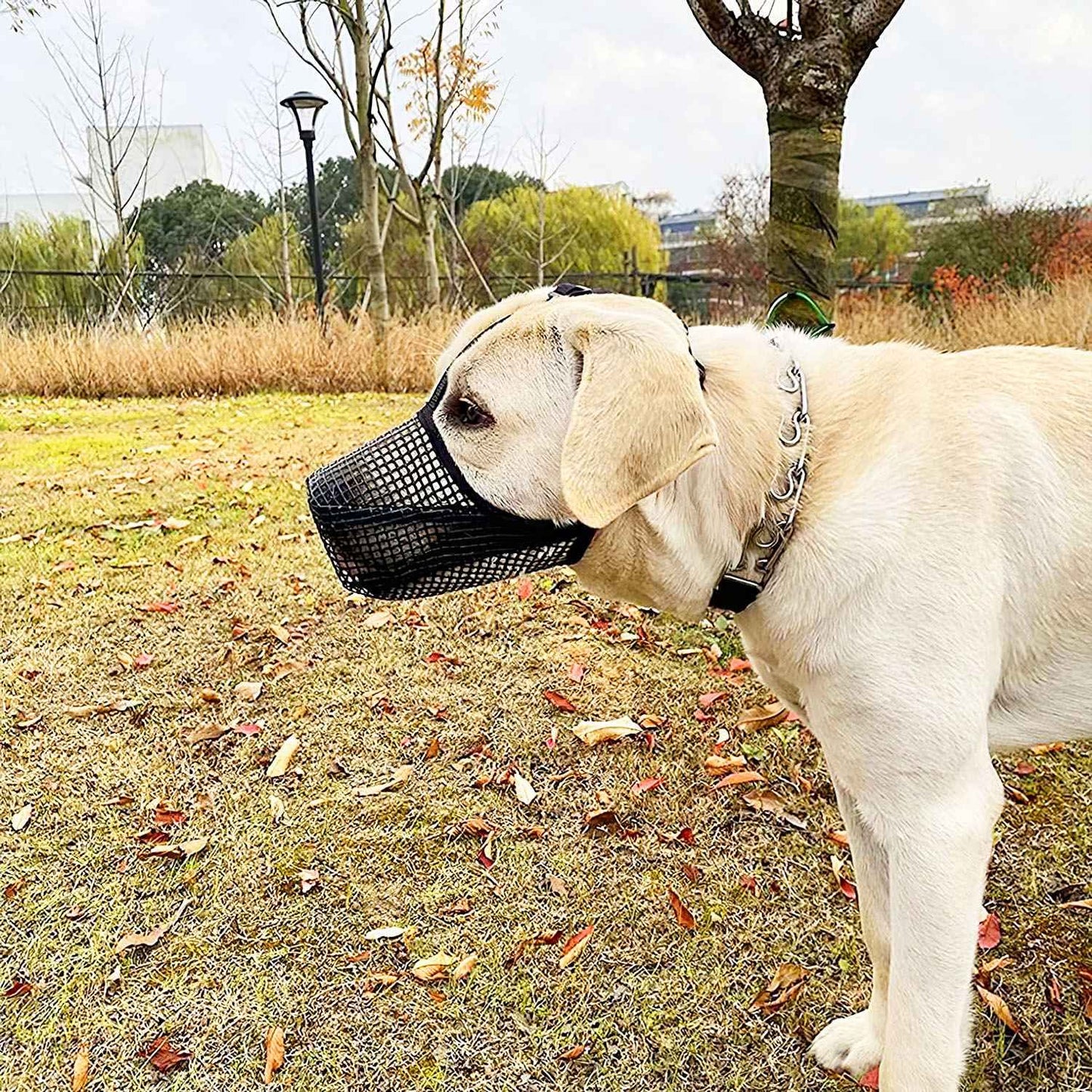 Light-colored labrador outside wearing black mesh muzzle and adjustable straps
