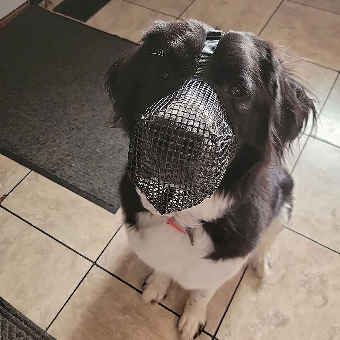 Black and white dog seated indoors wearing black mesh muzzle showing fit and strap placement