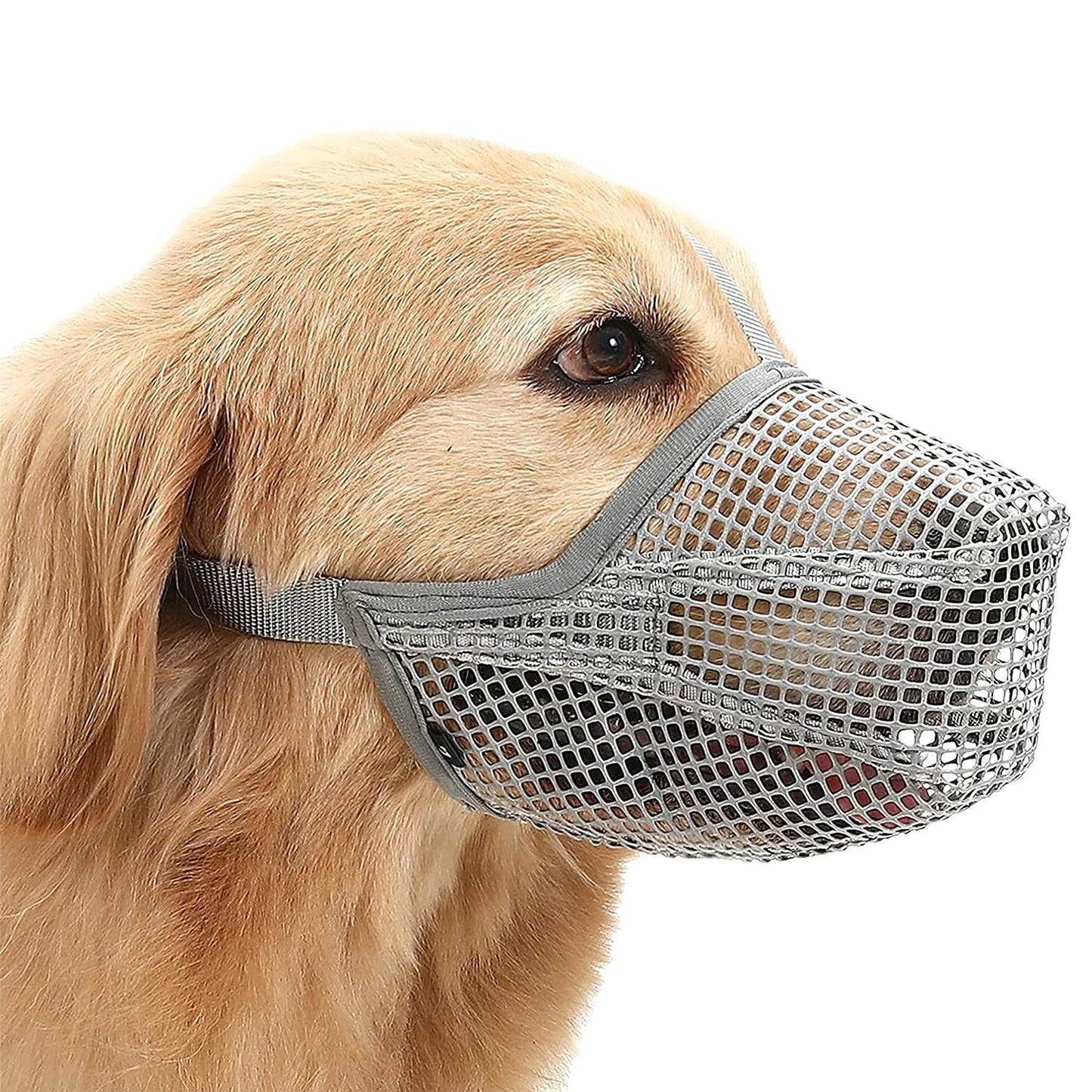 Golden retriever wearing grey mesh muzzle in yard showing structured snout and strap routing