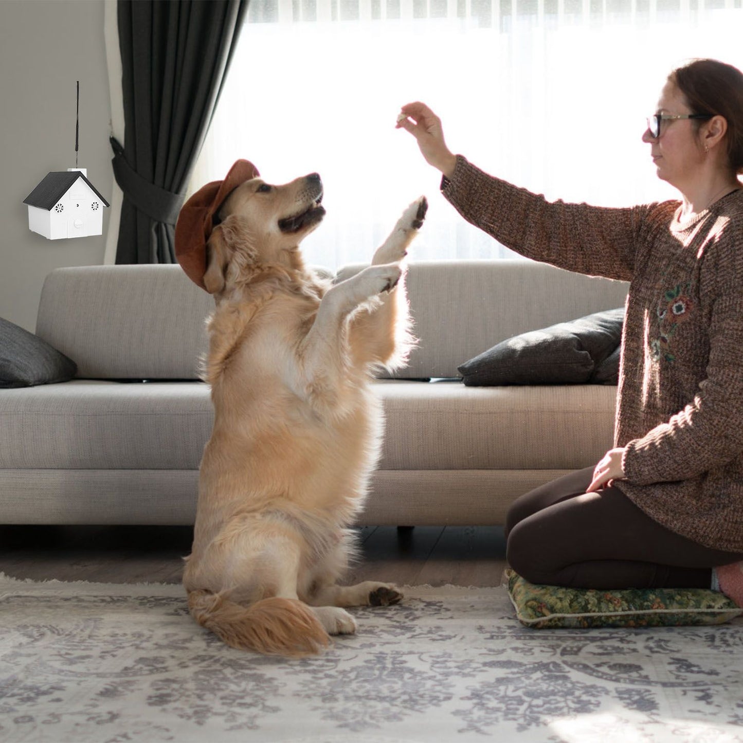 Golden retriever trained by owner in living room with anti-bark device mounted on nearby wall