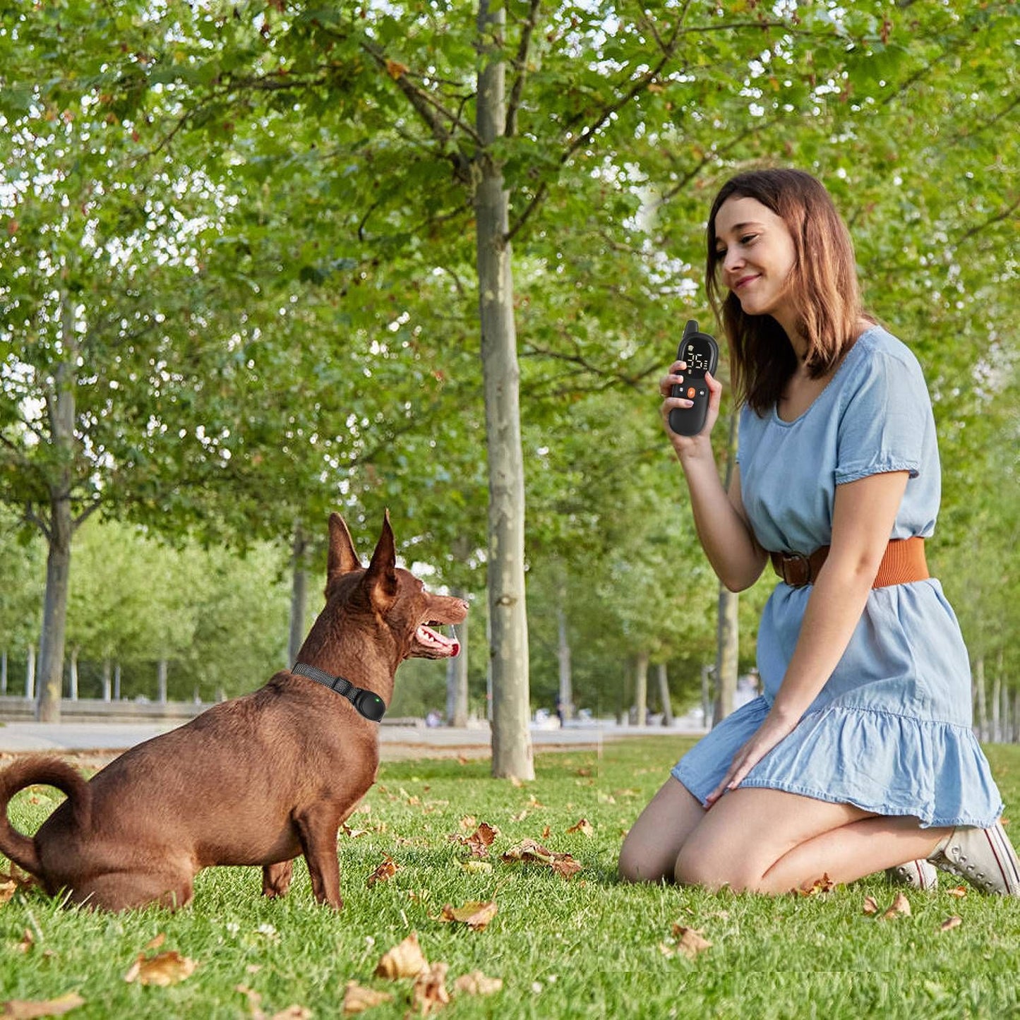 Person using remote to train seated dog wearing receiver collar in a park
