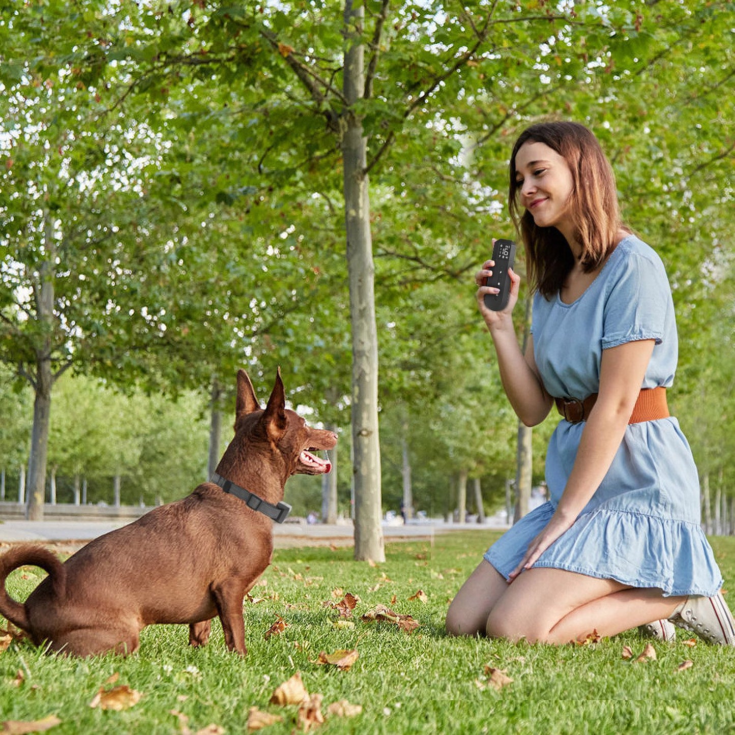 Person kneeling in park holding transmitter while a brown dog sits and watches attentively