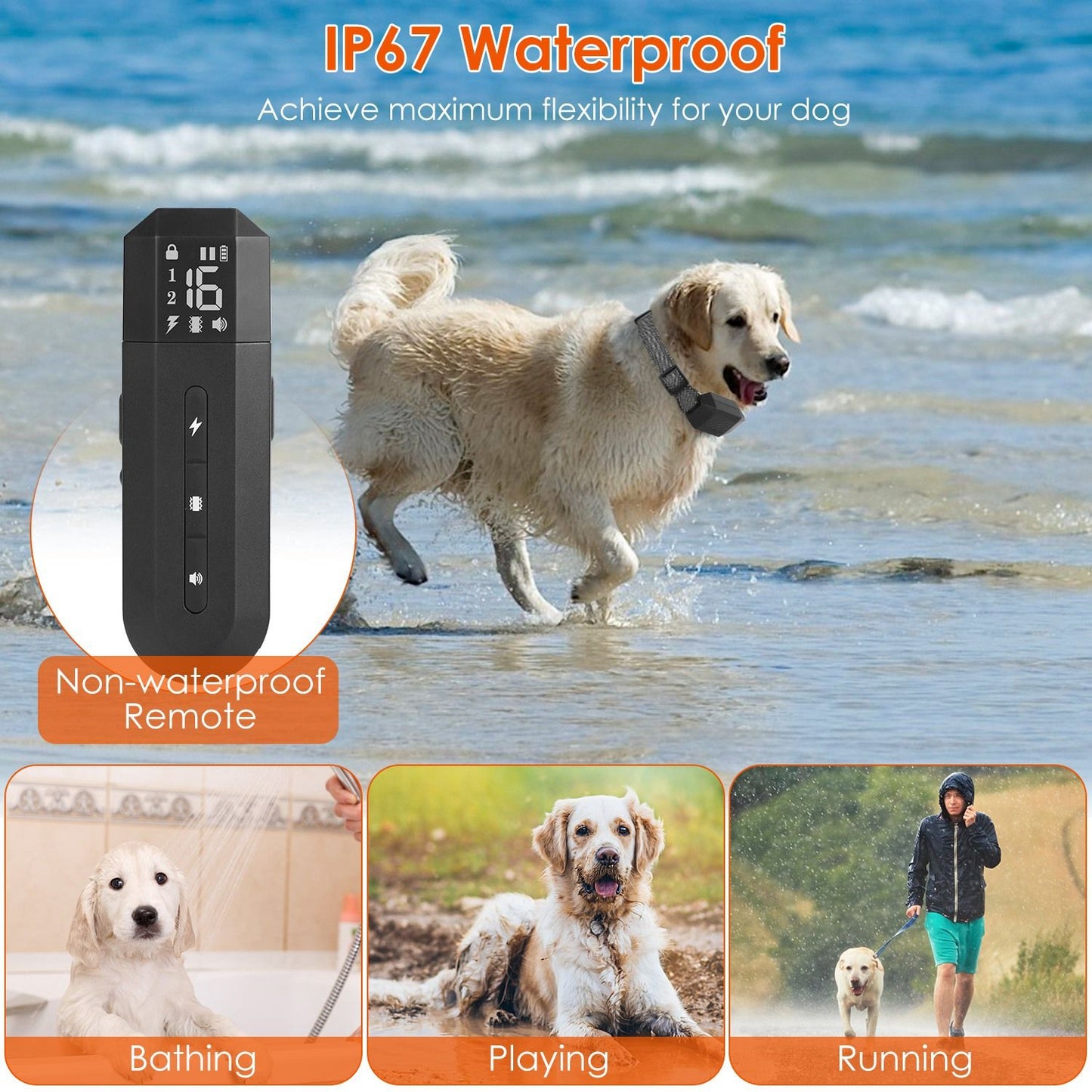 Dog wearing waterproof receiver collar walking in shallow water at the beach