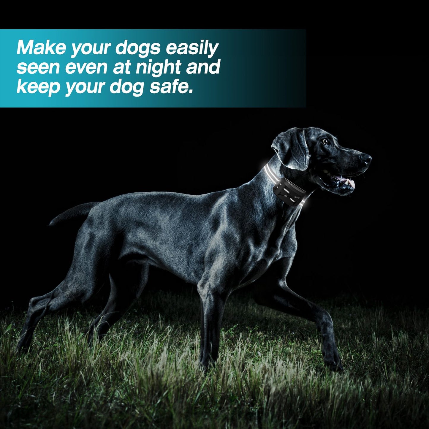 black dog at night wearing reflective receiver collar to highlight visibility and safety