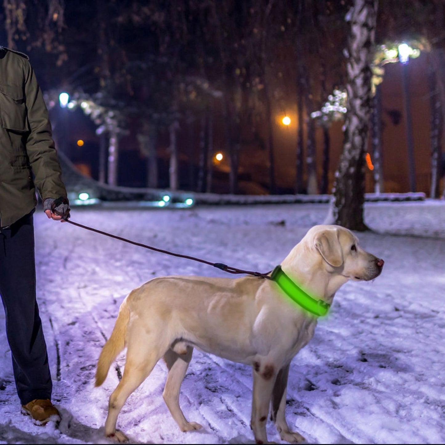 Dog wearing glowing green LED collar on leash in snowy nighttime park