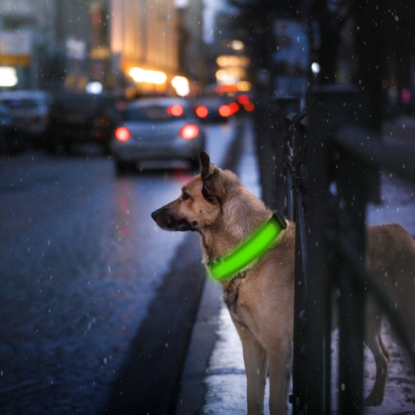 Dog on city sidewalk wearing bright green illuminated LED collar near traffic lights