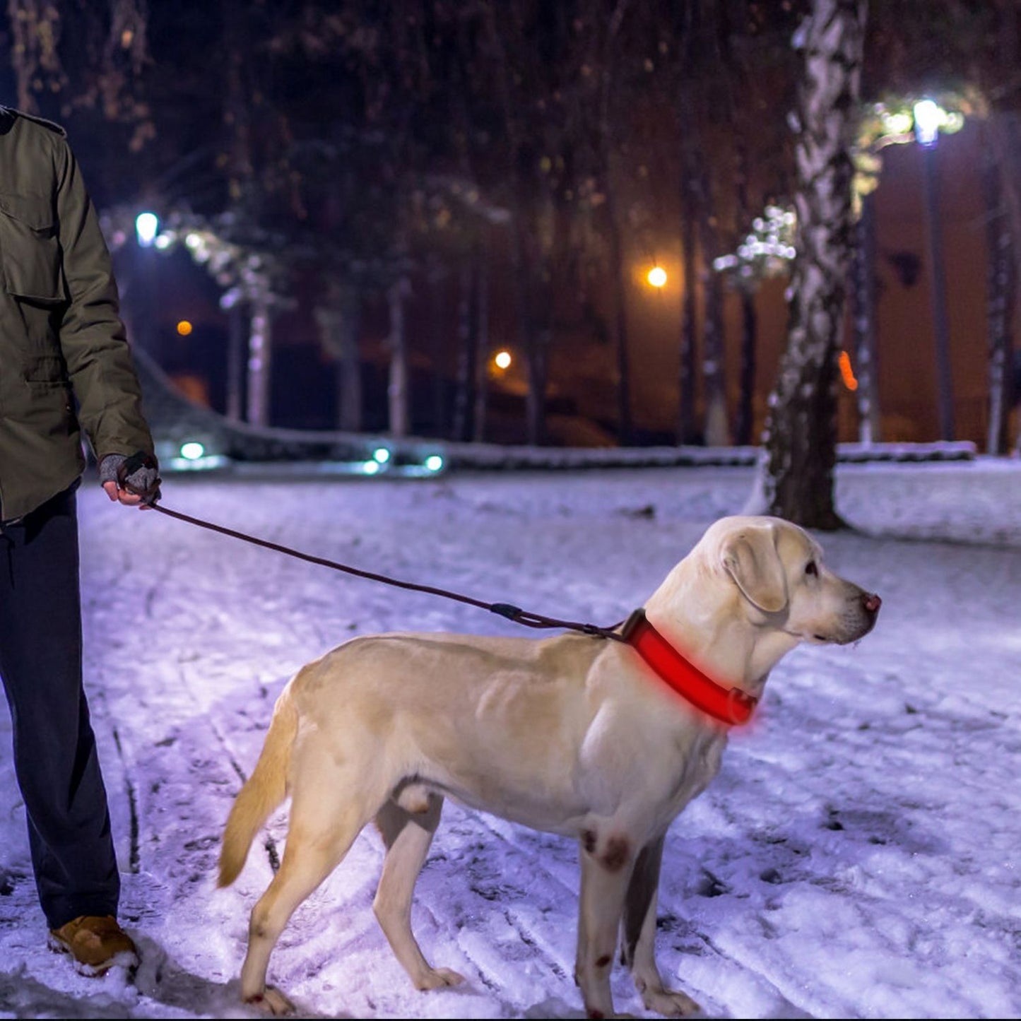 Dog on snowy path at night wearing glowing red LED collar on leash