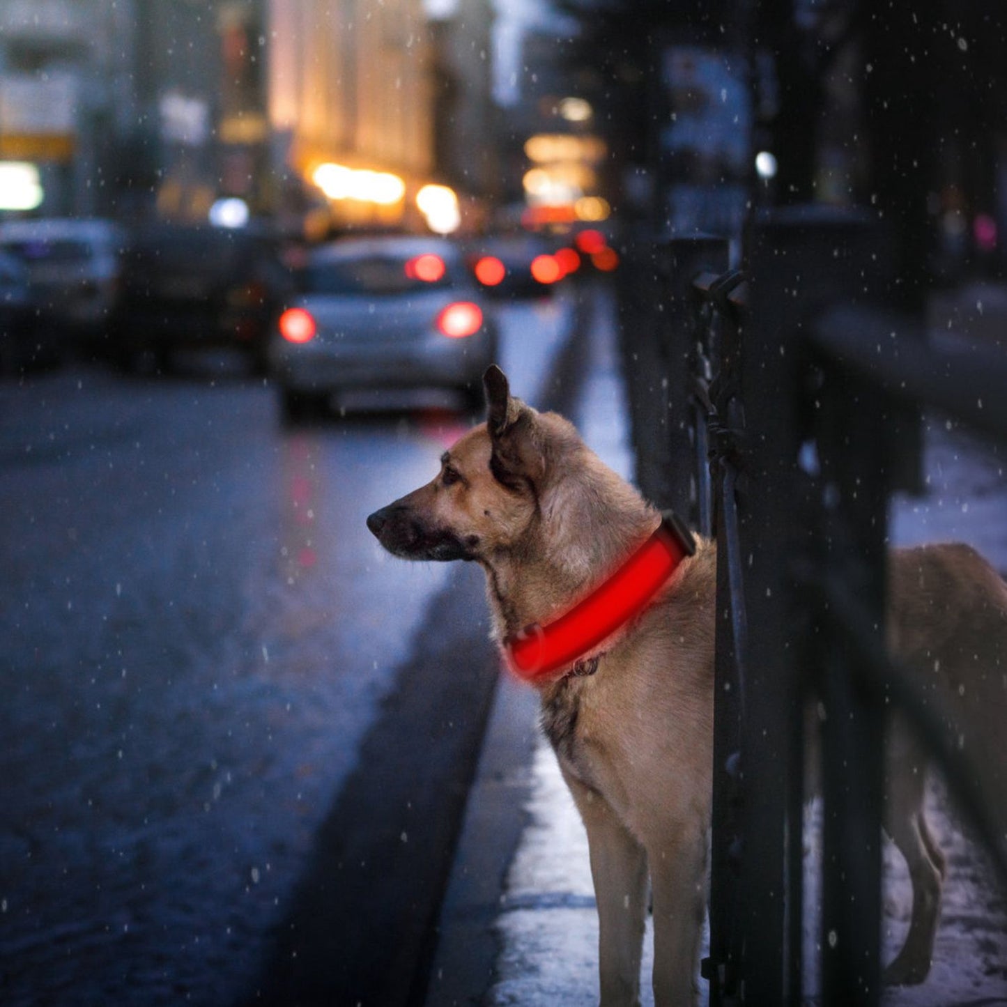Dog near city curb at night wearing bright red illuminated LED collar with traffic lights behind