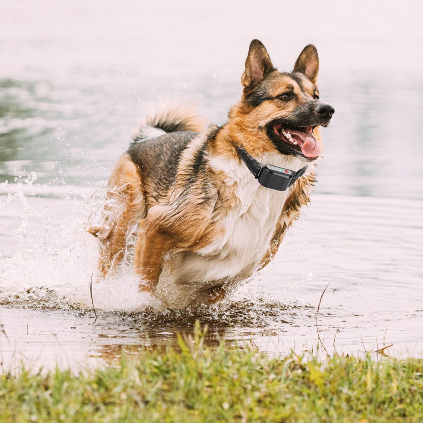 Dog running through shallow water wearing training collar to demonstrate waterproof durability