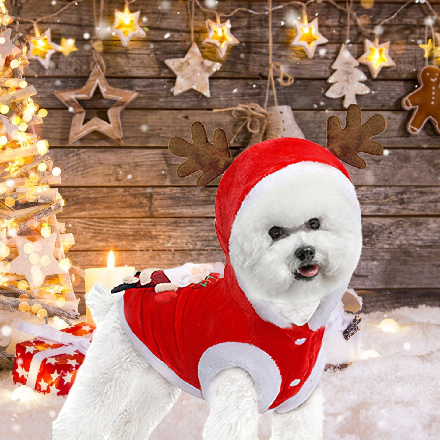 White dog wearing red hooded Christmas coat with antlers and white trim in festive studio scene