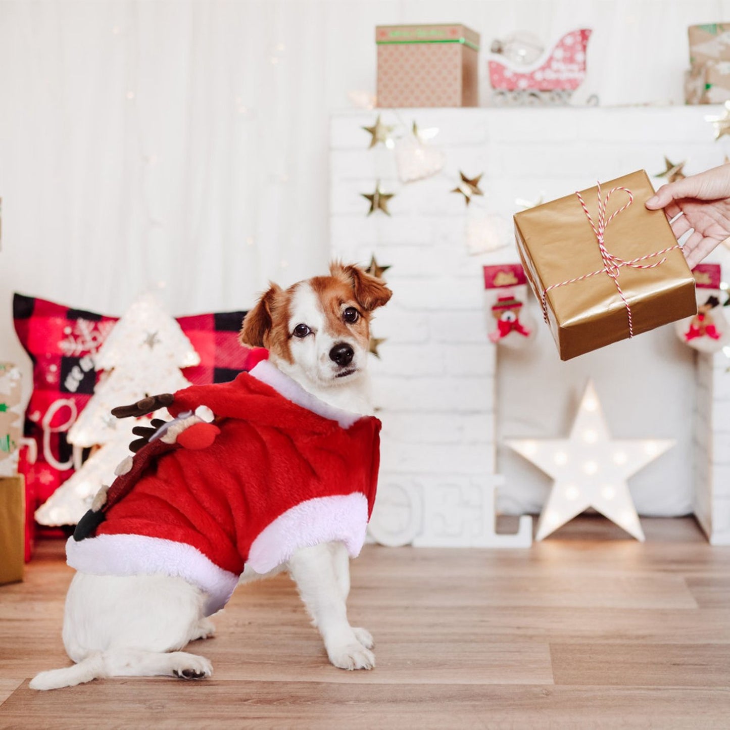Small dog in red coat turning toward a wrapped gift in a festive living room scene