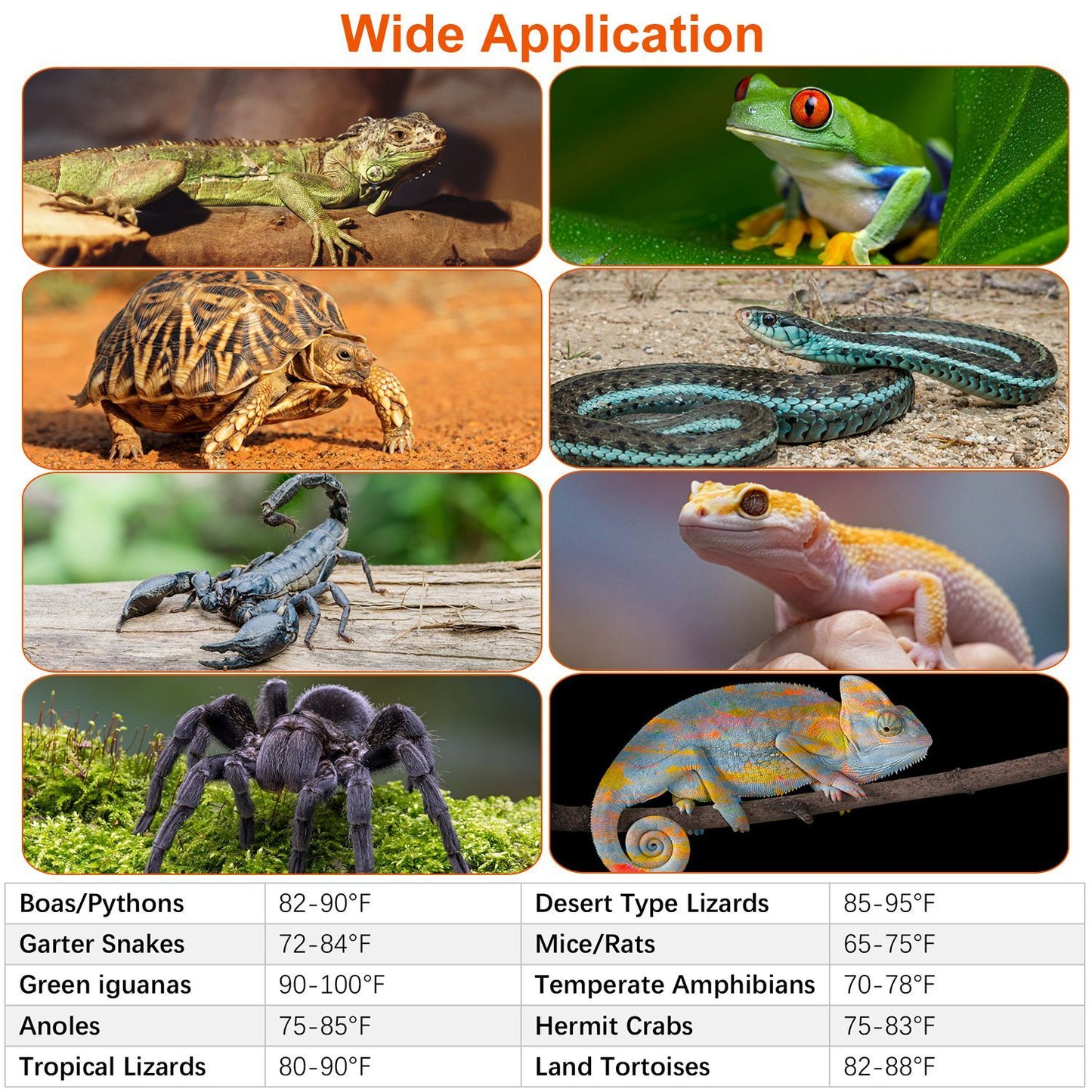 Collage of reptiles and amphibians with a table of recommended temperature ranges for different species