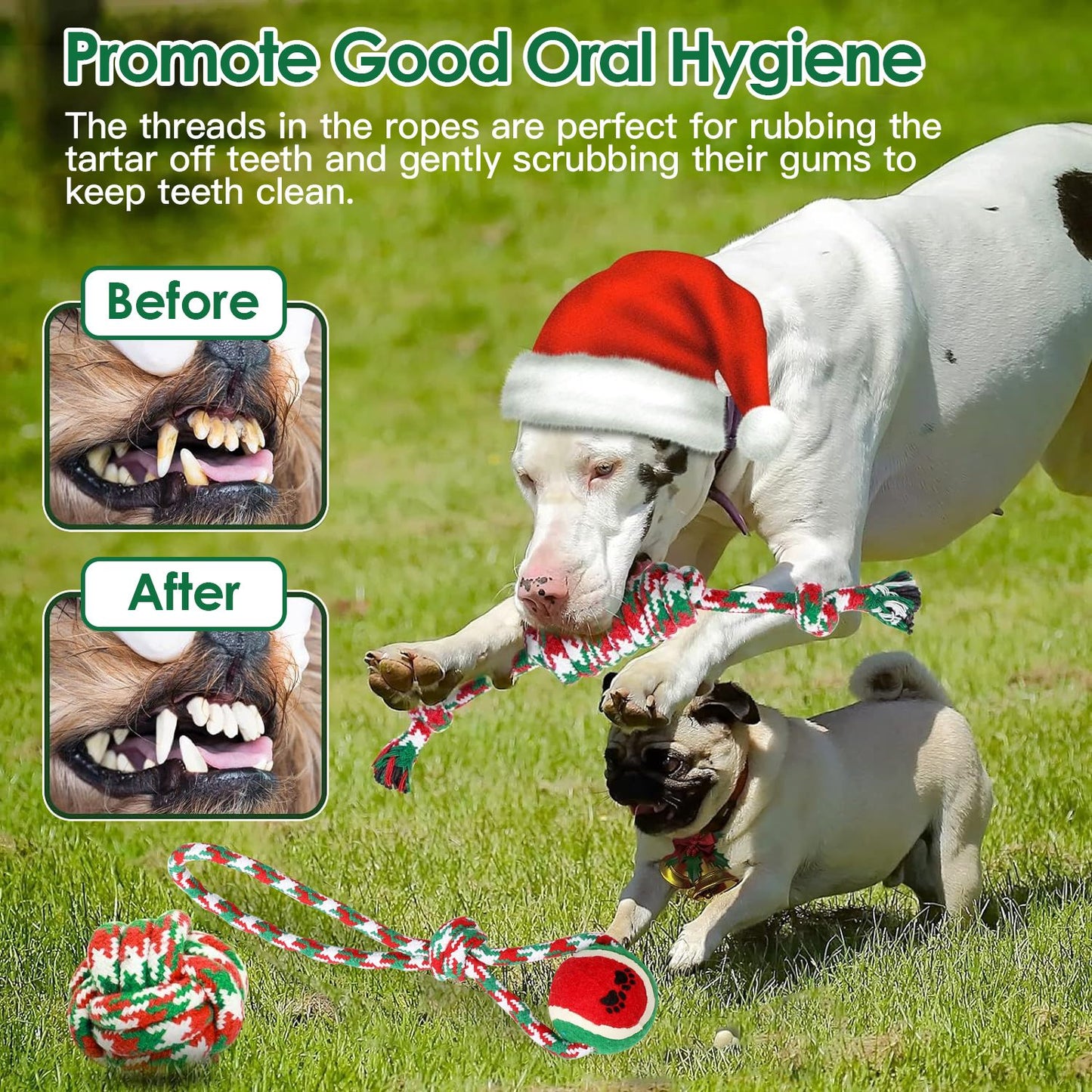 Two dogs playing with a braided rope toy outdoors with before and after teeth insets