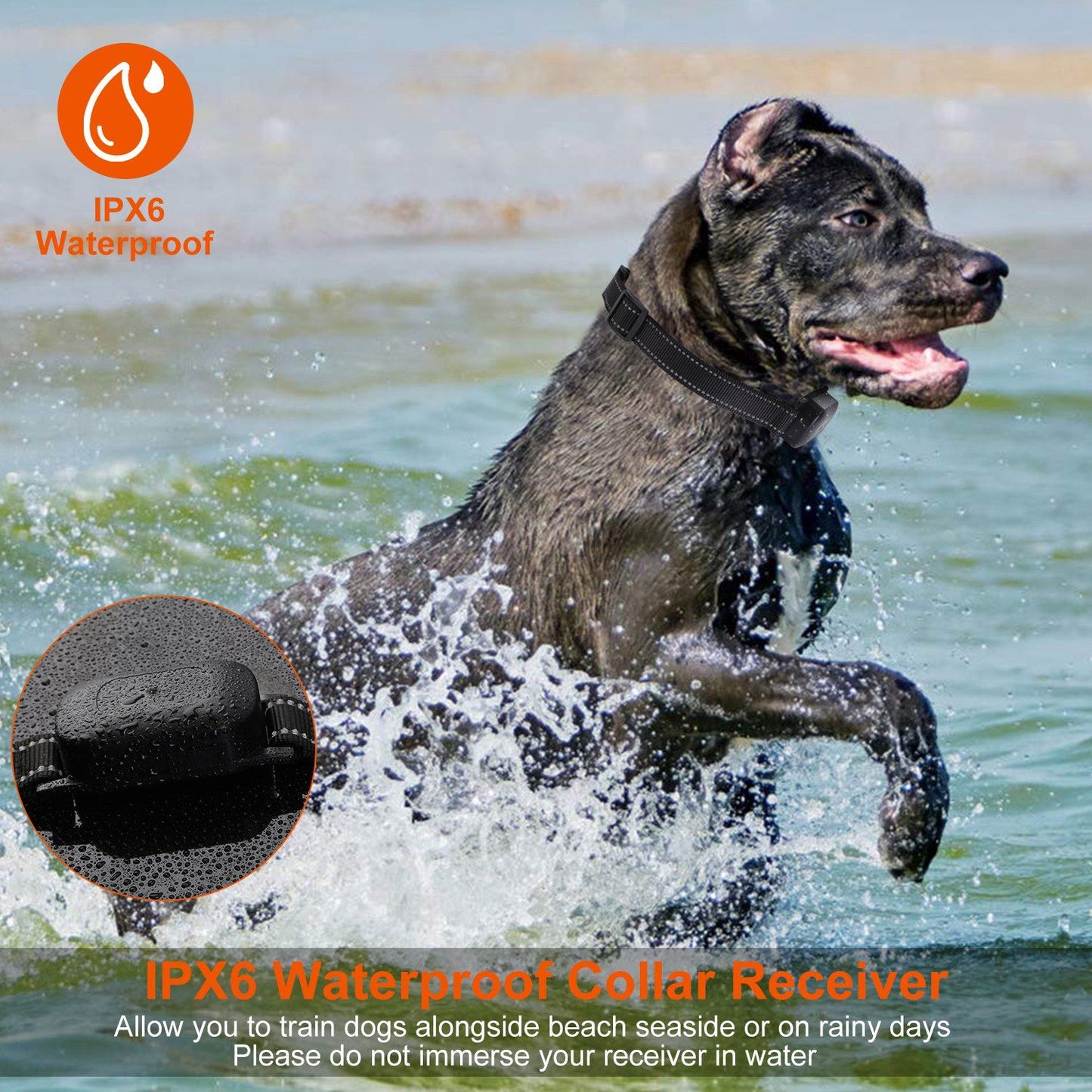 Dog wearing waterproof IPX6 collar receiver splashing in water with close-up of wet receiver