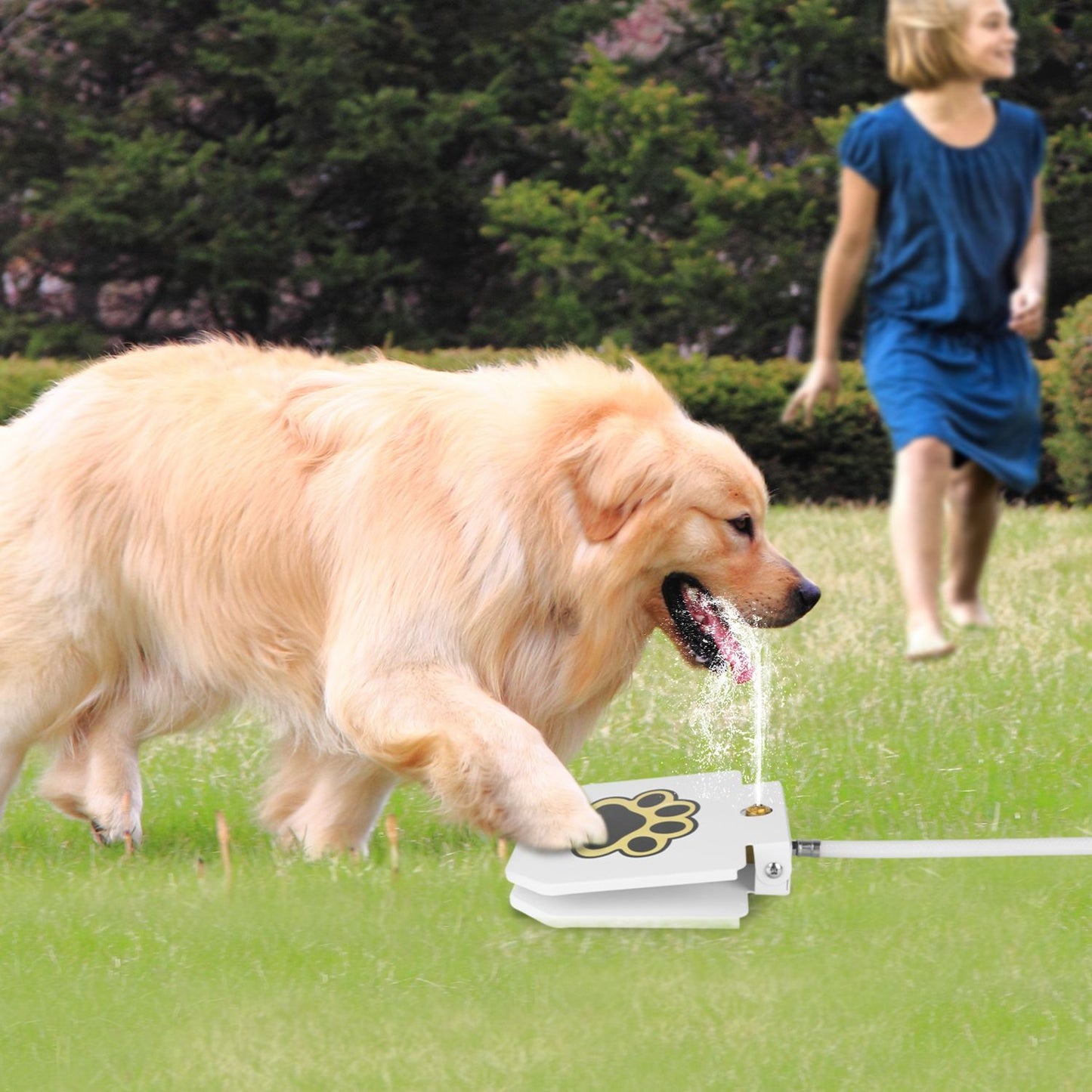 Large dog using outdoor step-activated water fountain on green lawn