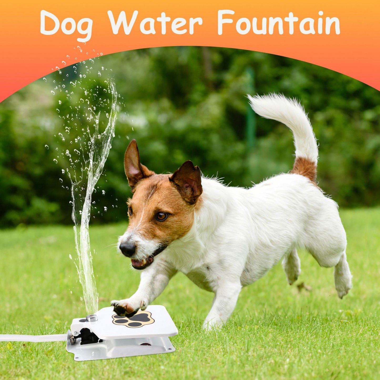 Small terrier activating step-on fountain and creating tall playful water jet on lawn