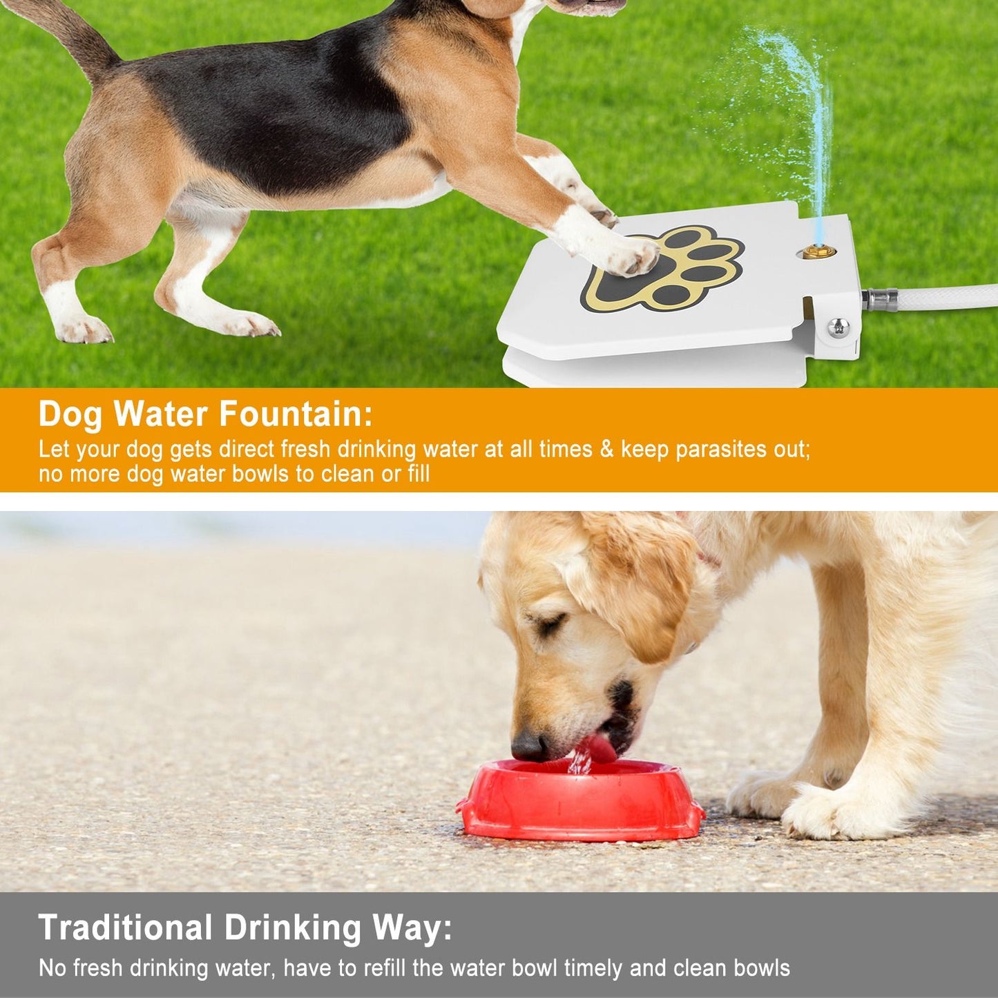 Beagle stepping on paw pedal fountain spraying water with comparison to traditional water bowl