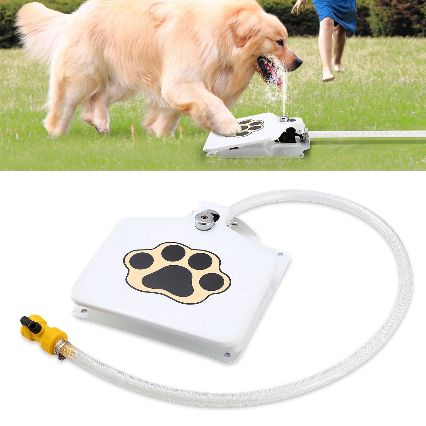 Golden retriever pressing white step-on dog water fountain with paw decal spraying water