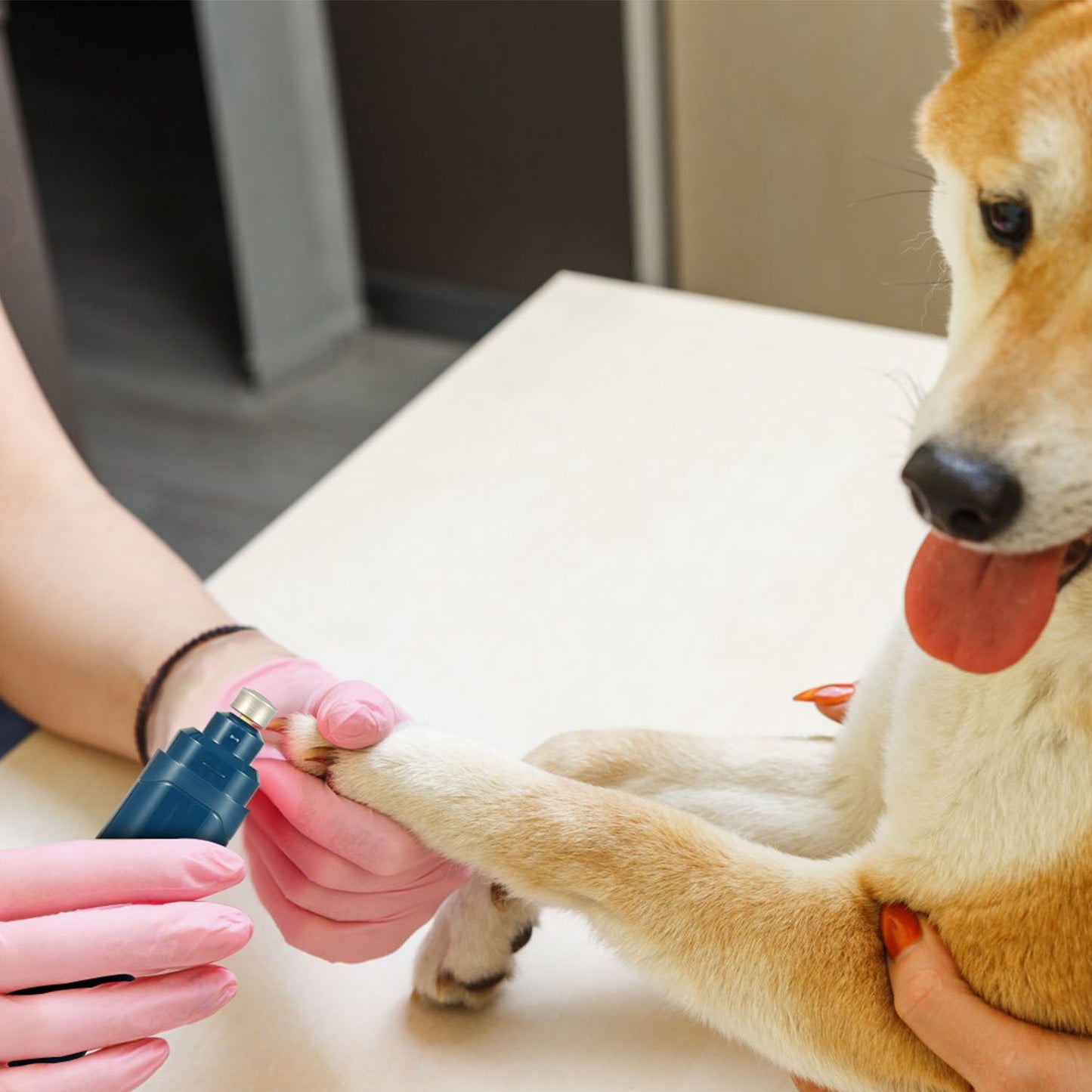 Close shot of nail grinder trimming a dog's paw, operator supporting leg during grooming