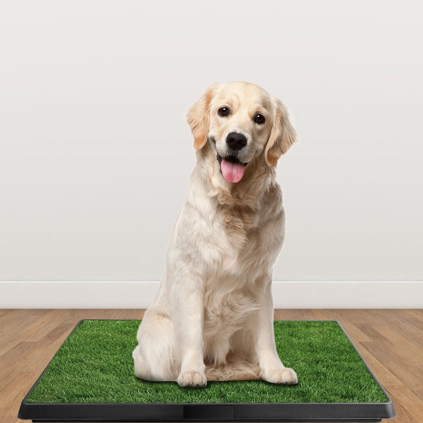 Medium dog sitting on artificial grass potty pad on hardwood floor to show indoor placement