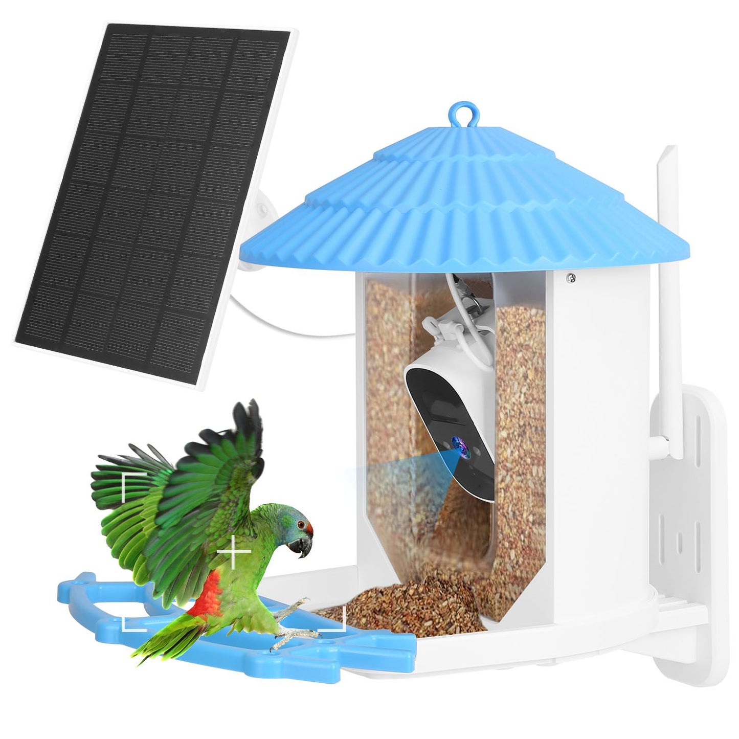 Close-up of solar bird feeder with internal camera, blue roof and parrot landing on perch