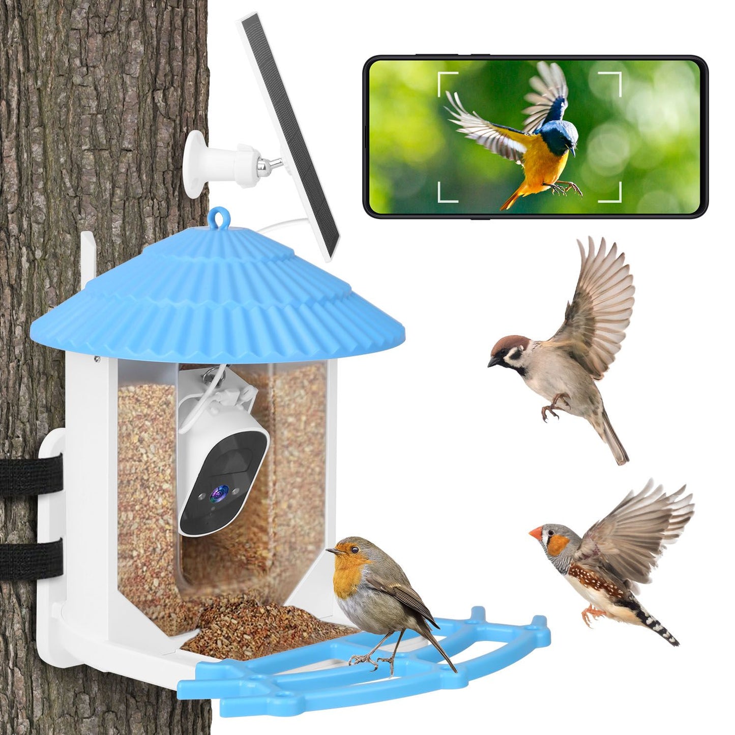 Feeder on a tree with solar panel and smartphone showing live bird footage, multiple birds approaching perch