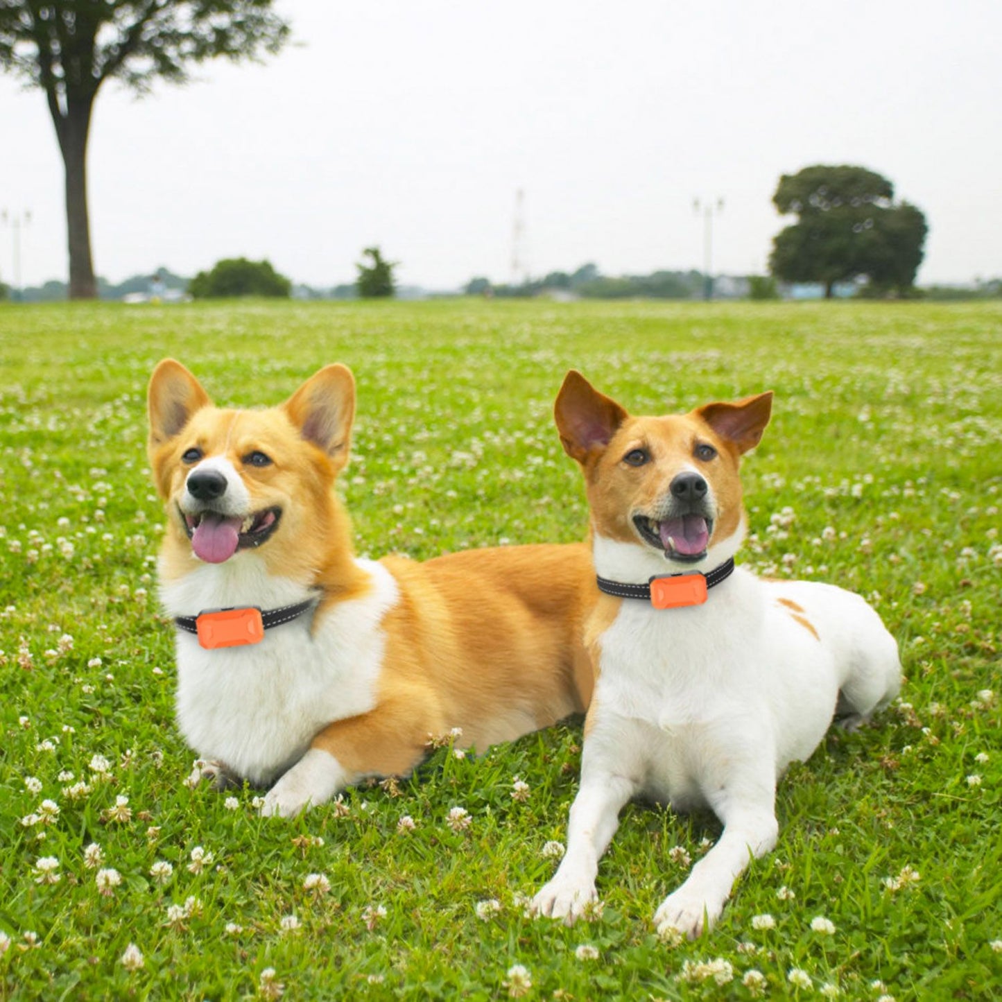 Two dogs on grass wearing adjustable black reflective collars with orange receivers