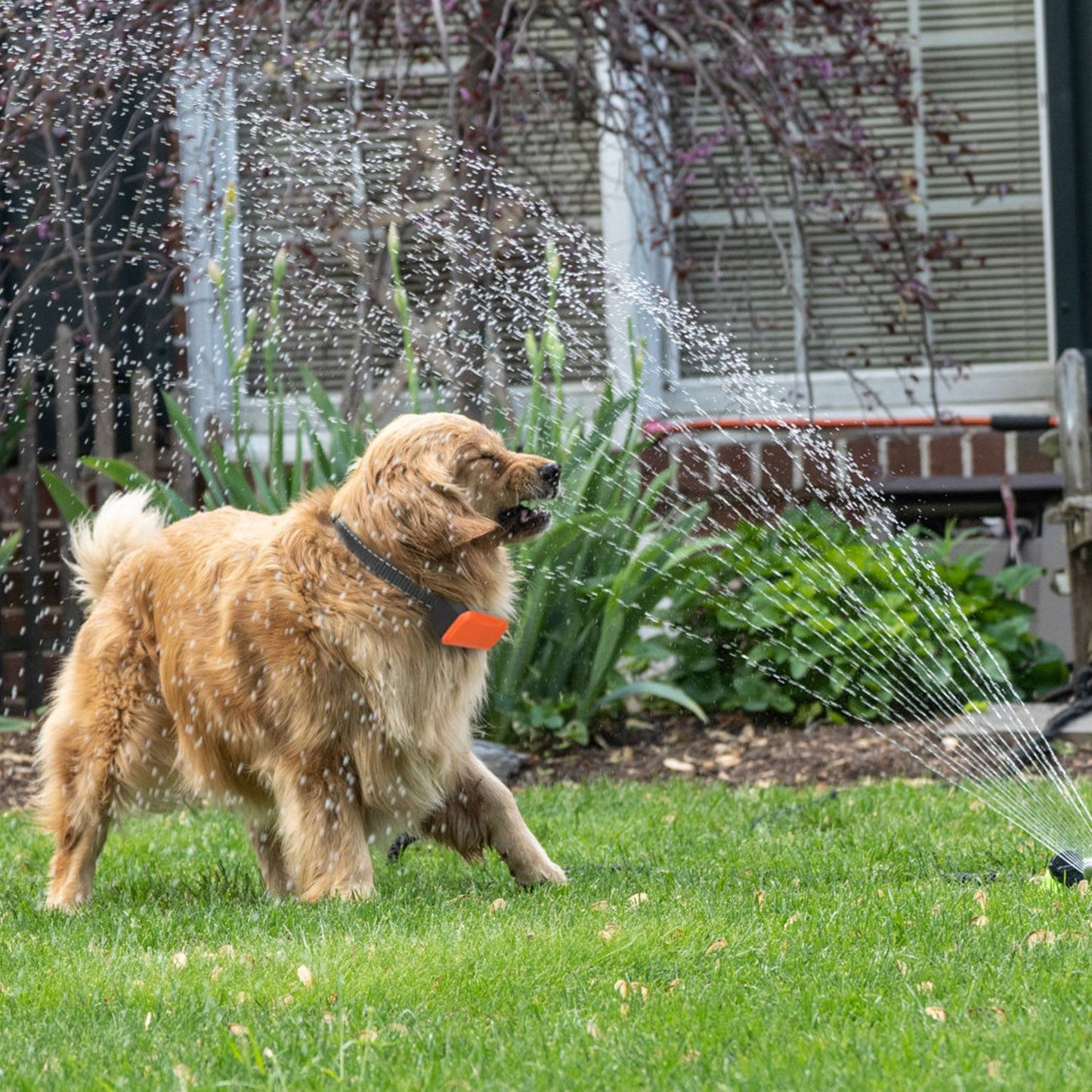 Golden retriever wearing orange receiver and black collar splashed by sprinkler showing waterproof use
