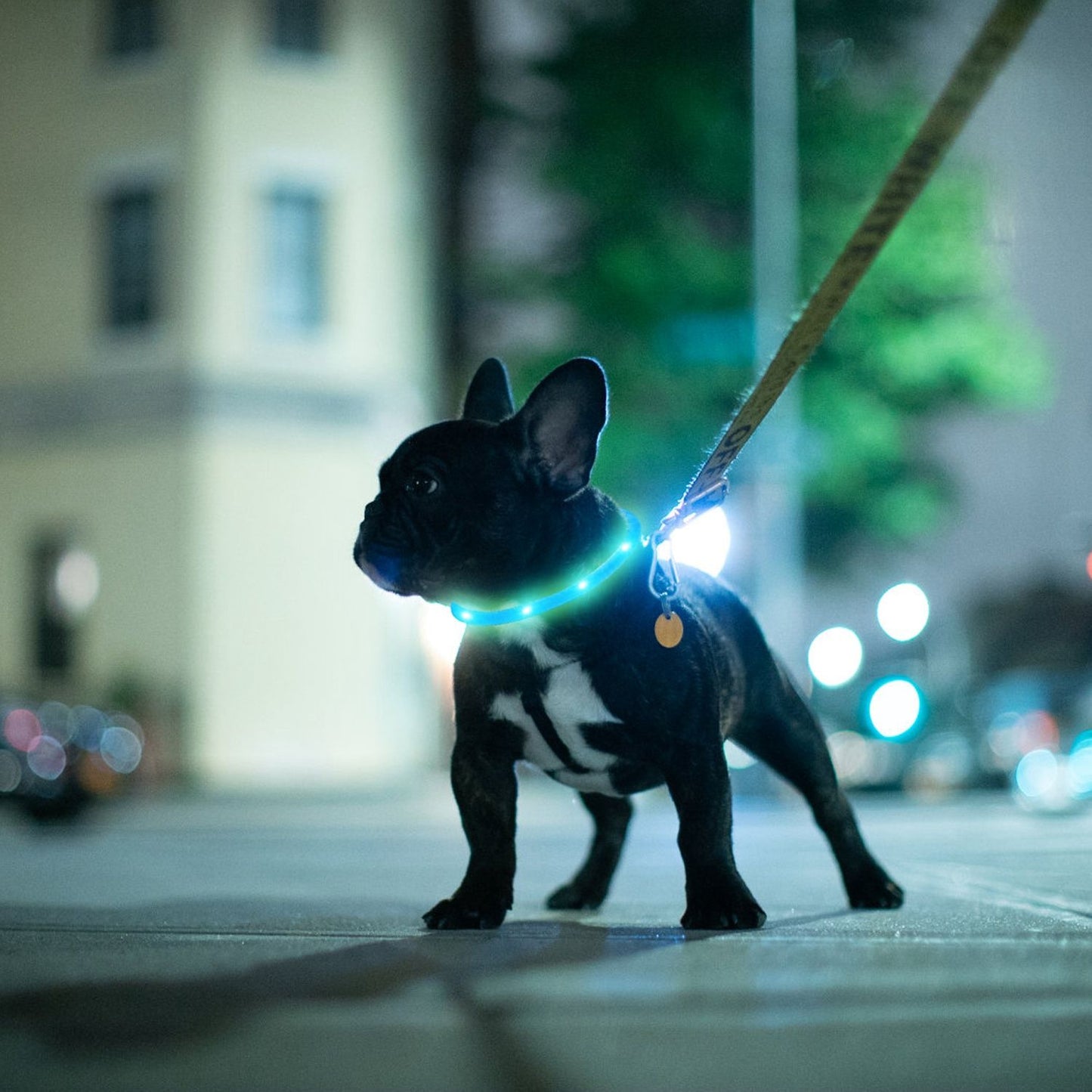 small black dog on leash at night wearing bright glowing LED collar in urban setting