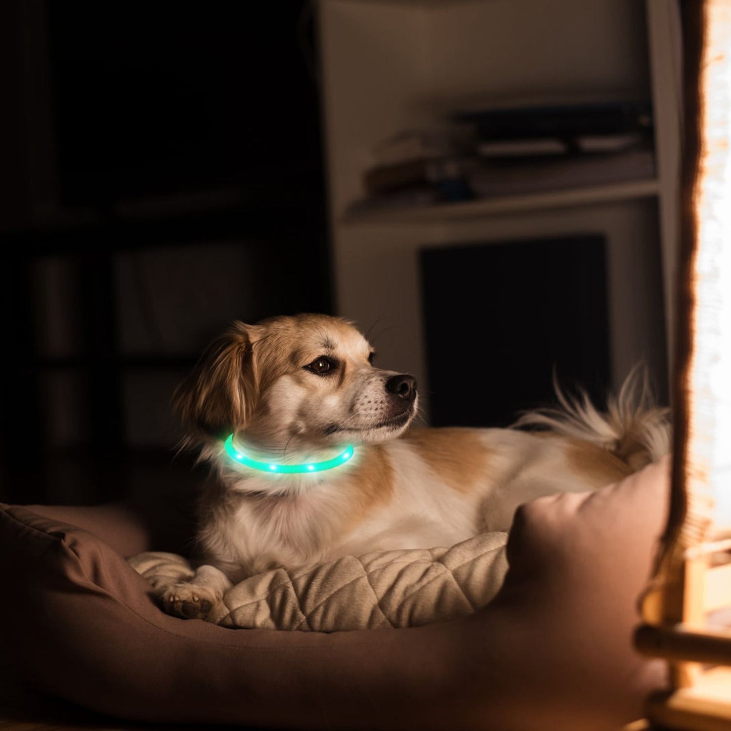 dog resting on bed indoors wearing softly glowing LED collar showing home use comfort