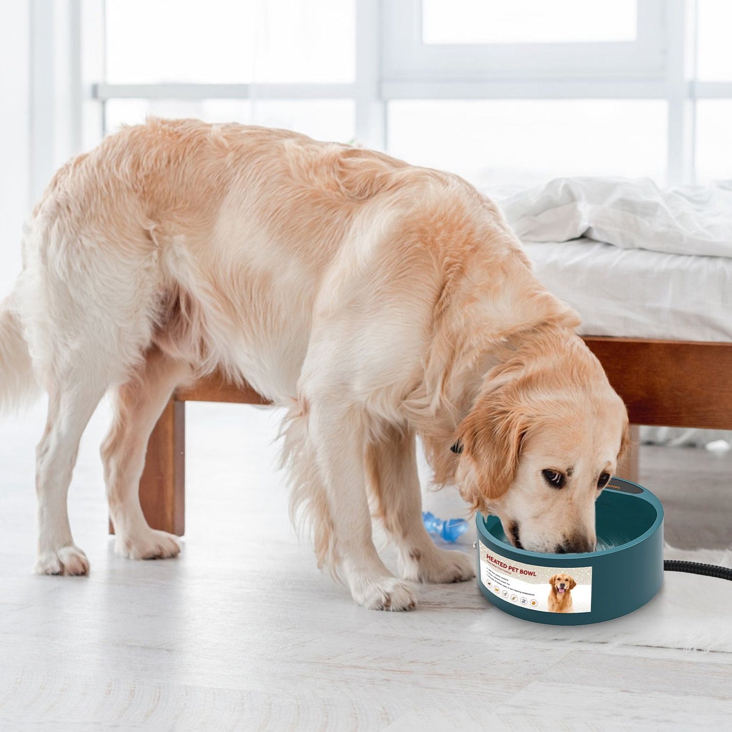 Golden retriever drinking from heated pet bowl indoors with visible power cord