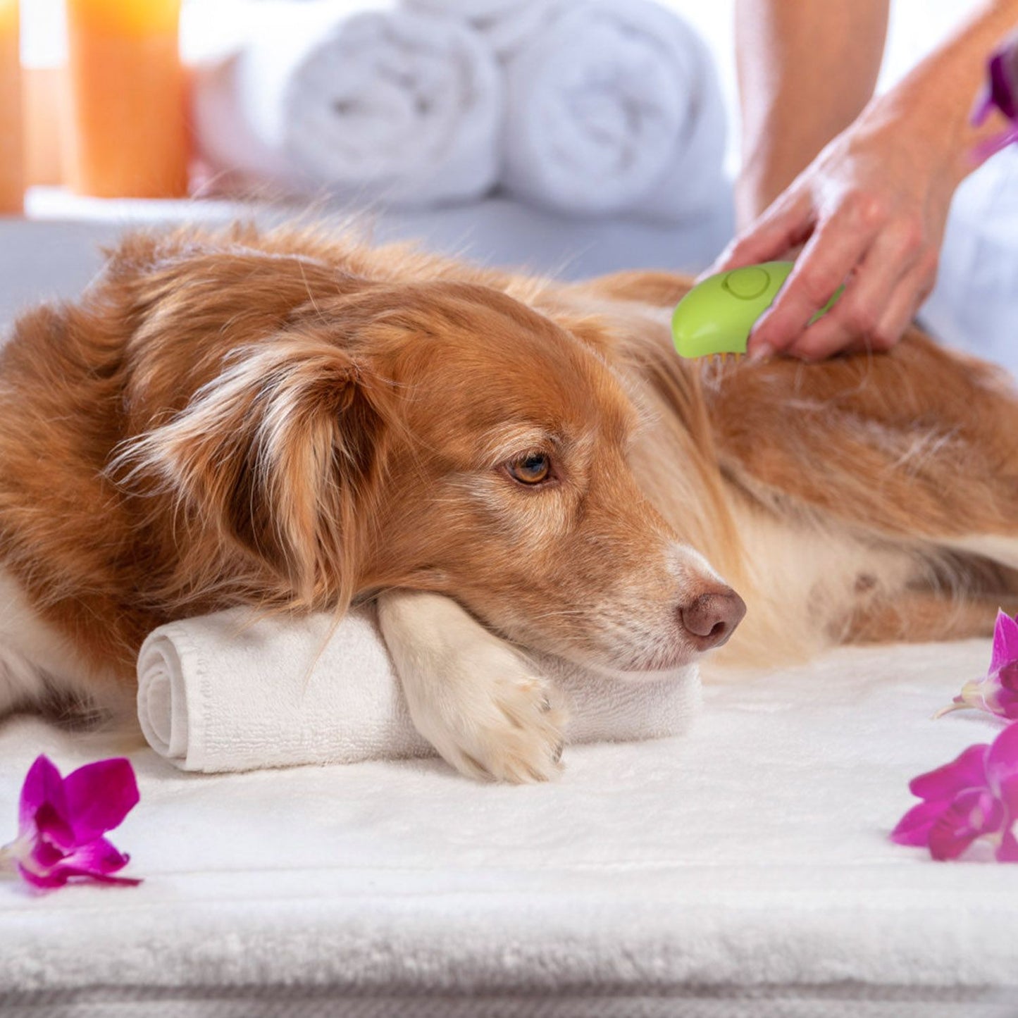 Hand using green steam grooming brush on a relaxed dog on a towel