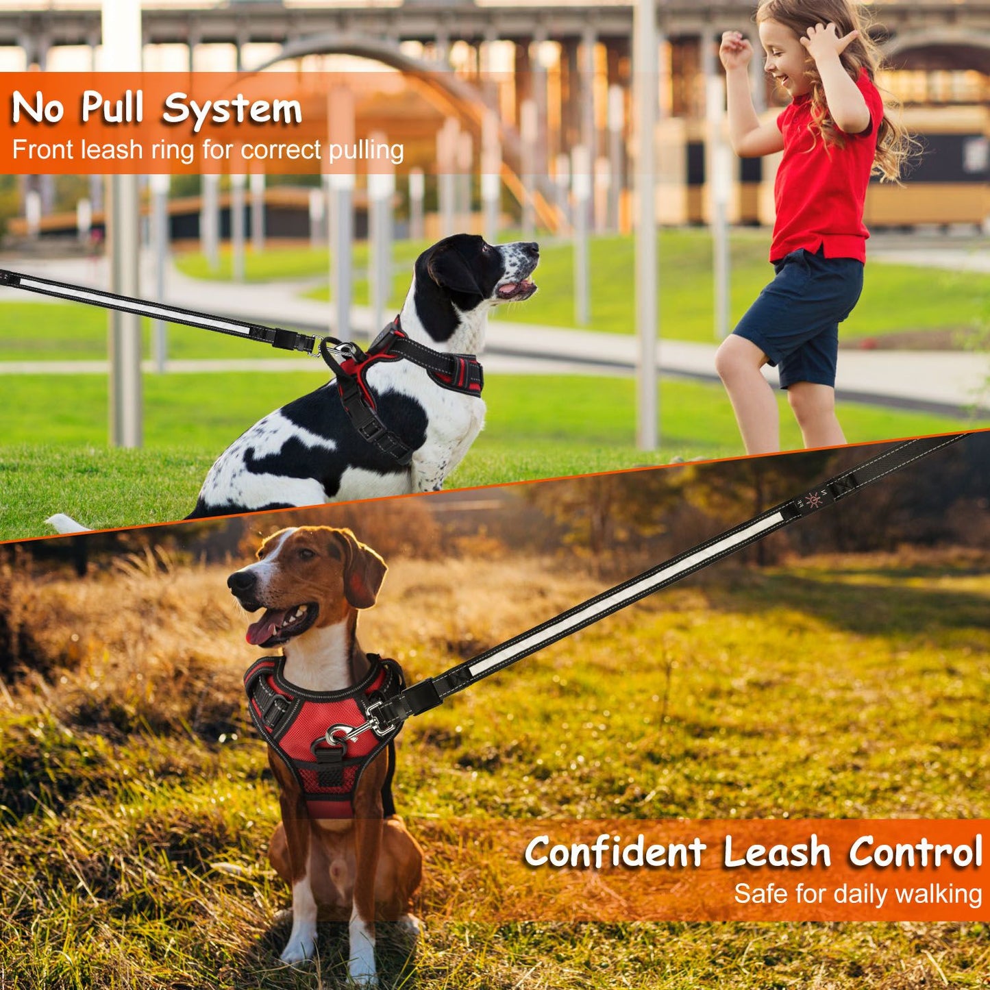 Two dogs wearing harnesses on leashes showing no-pull front ring and confident leash control