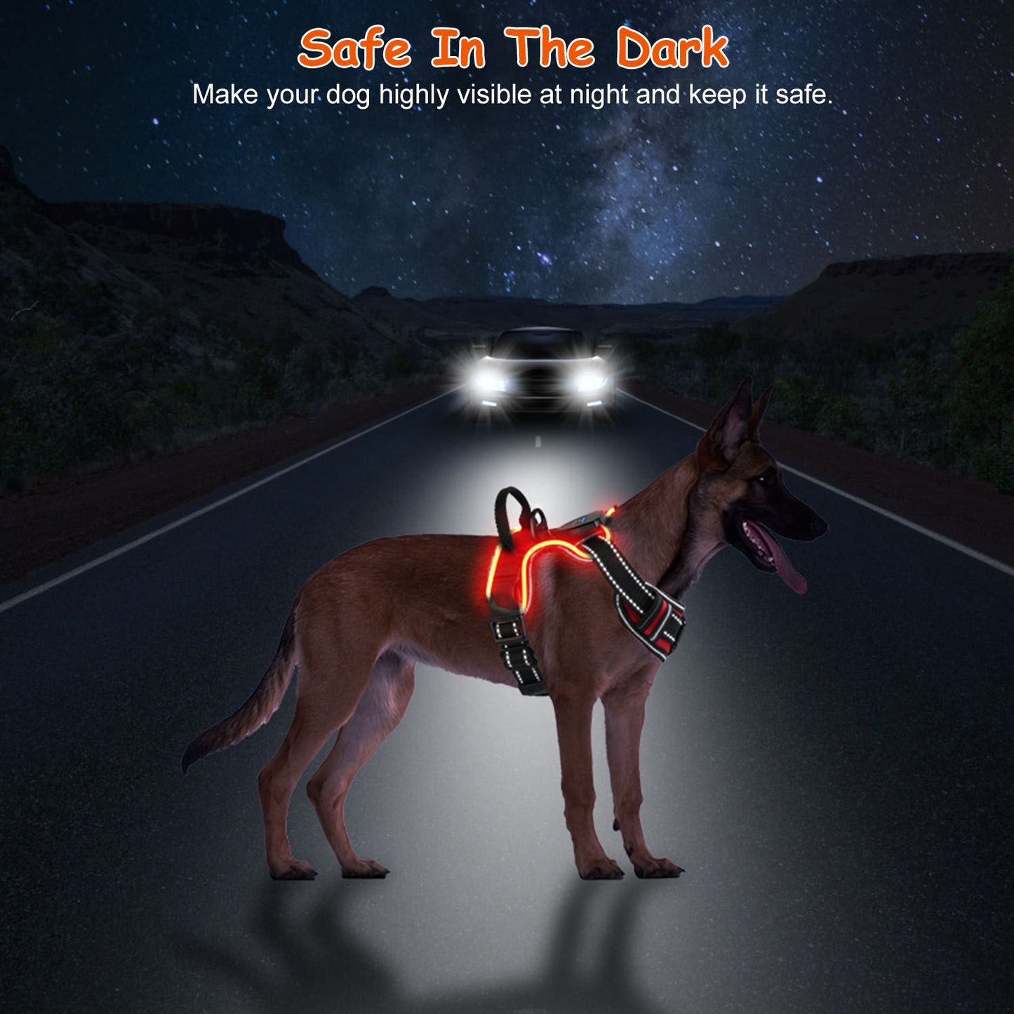 Dog on road at night wearing glowing LED harness visible to approaching car headlights