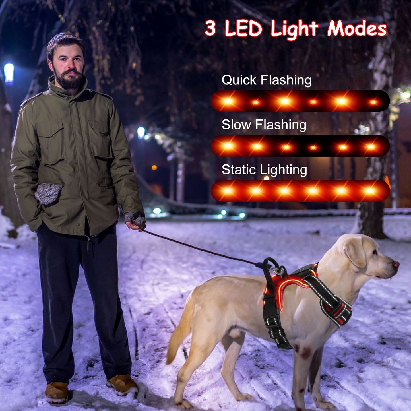 Person walking Labrador at night wearing illuminated LED harness with three light modes