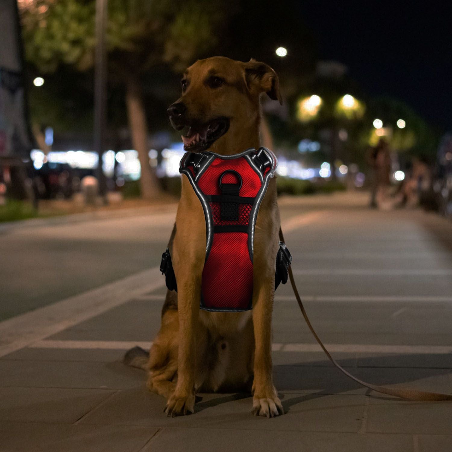 Dog sitting on city pavement at night wearing red harness with reflective trim