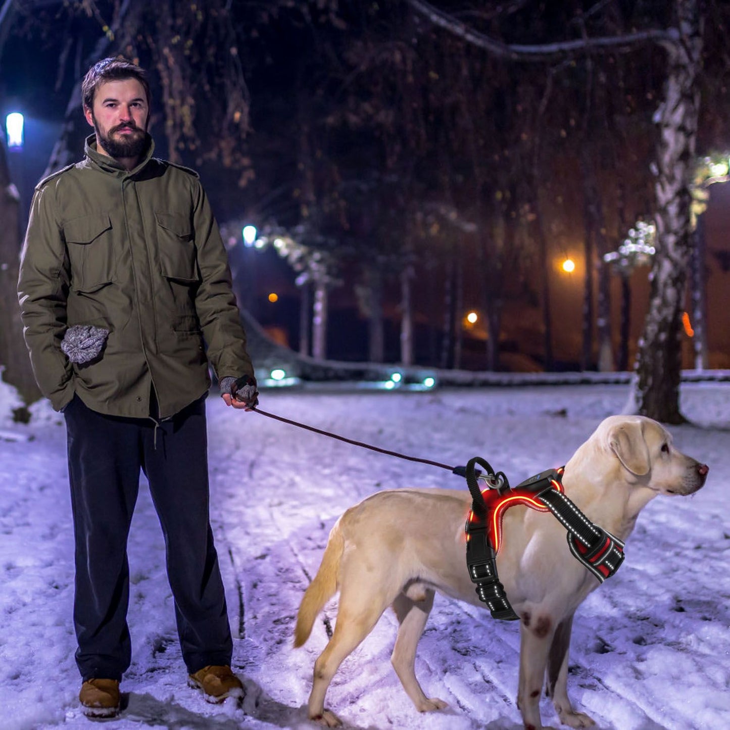 Person walking large dog at night wearing illuminated harness in urban setting